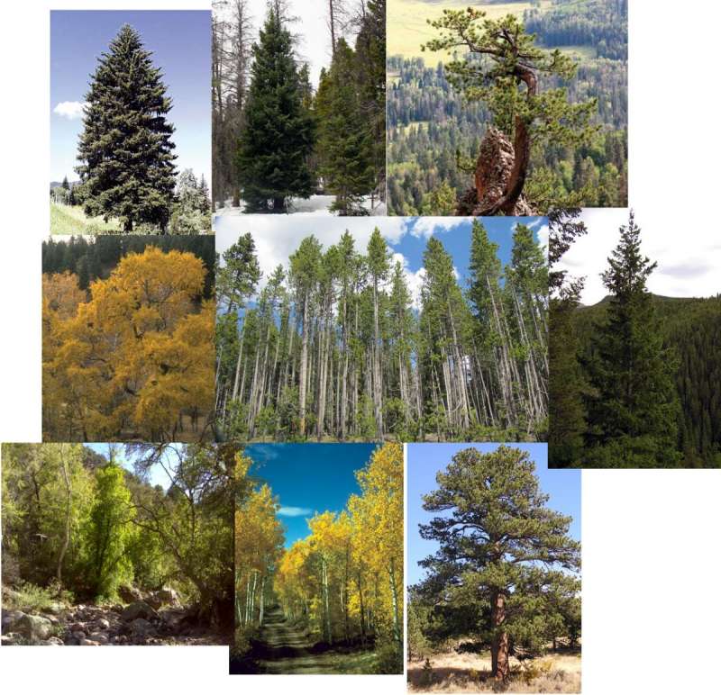 These photos are of the trees described as Cover Type in this dataset. The data describes living trees in a mountainous environment. Image Source:https://csfs.colostate.edu/colorado-trees/colorados-major-tree-species/