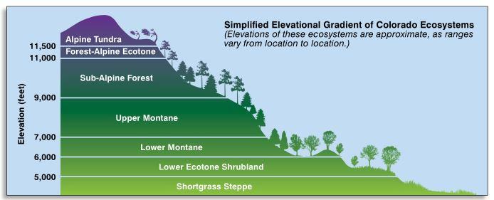 This graphic describes the ecosystems or growth zones relative to elevation above sea level in Colorado. Image source: https://static.colostate.edu/client-files/csfs/pdfs/894651_08FrstHlth_www.pdf