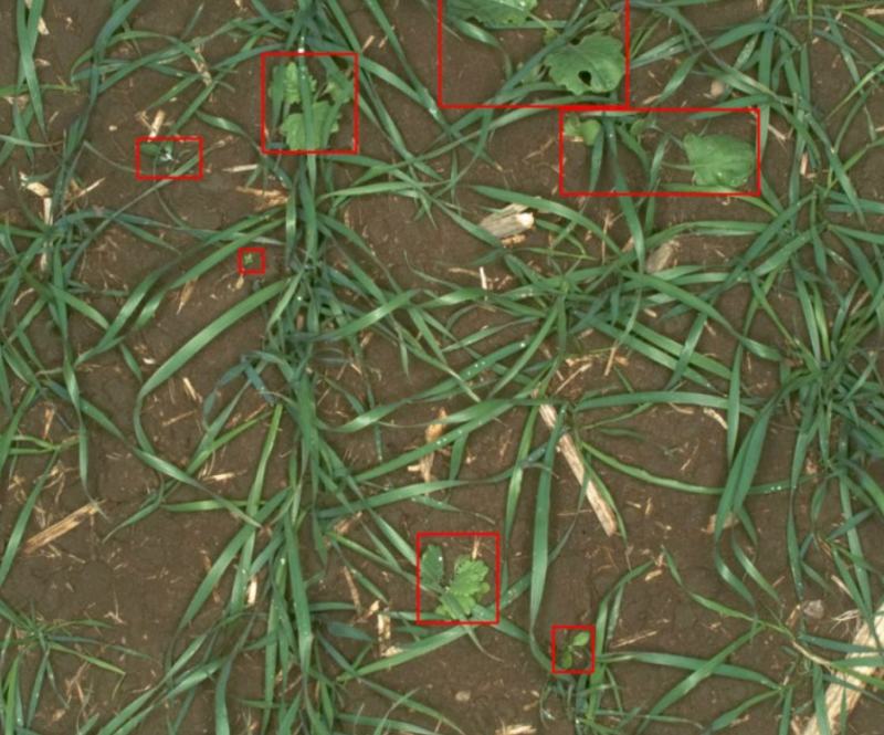 Image of invasive weed species growing in a crop. Image Source: https://vision.eng.au.dk/roboweedmaps/