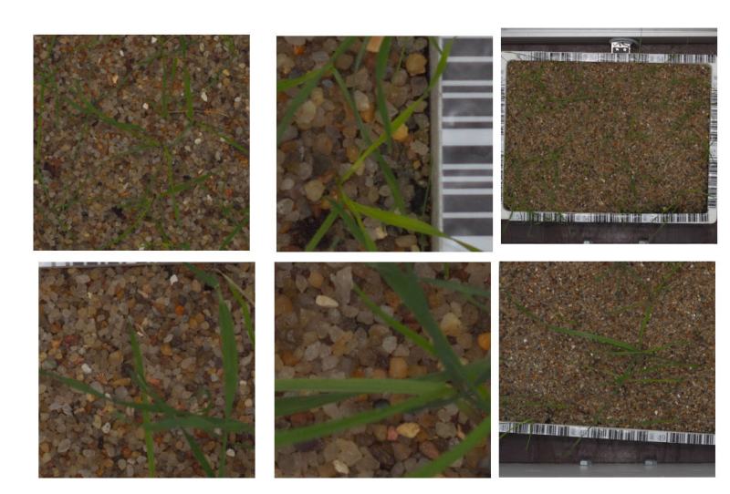 Top row is Loose Silky-Bent. The model produced 45 False Positves mistaken for the Blackgrass on bottom row. Both are very similar with the narrow green leaves.